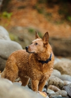 Picture of Australian Cattle Dog near rocks