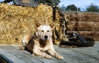 Picture of australian cattle dog on a trailer