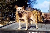 Picture of australian cattle dog on a trailer