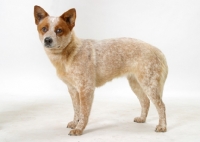 Picture of Australian Cattle Dog on white background