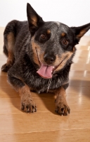 Picture of Australian Cattle Dog on wooden floor