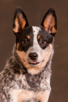 Picture of Australian Cattle Dog portrait