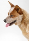Picture of Australian Cattle Dog, profile on white background