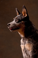 Picture of Australian Cattle Dog profile