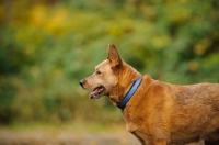 Picture of Australian Cattle Dog profile
