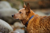 Picture of Australian Cattle Dog profile