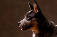 Picture of Australian Cattle Dog profile