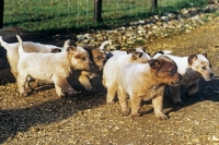 Picture of australian cattle dog puppies walking together