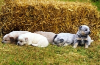 Picture of australian cattle dog puppies