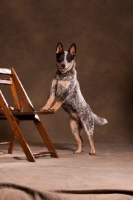 Picture of Australian Cattle Dog resting on chair