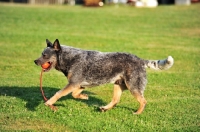 Picture of Australian Cattle Dog retrieving ball