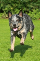 Picture of Australian Cattle Dog running