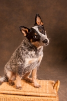 Picture of Australian Cattle Dog sitting on basket