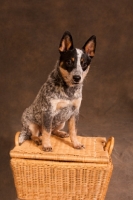 Picture of Australian Cattle Dog sitting on basket