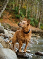 Picture of Australian Cattle Dog standing on rocks