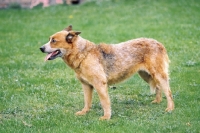 Picture of Australian Cattle Dog standing on grass