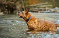 Picture of Australian Cattle Dog standing in water