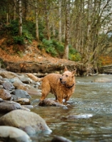 Picture of Australian Cattle Dog standing in river