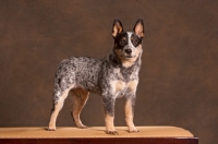 Picture of Australian Cattle Dog standing on table