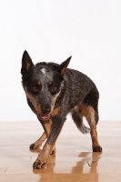 Picture of Australian Cattle Dog walking on wooden floor