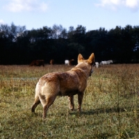 Picture of australian cattle dog watching horses, rear view