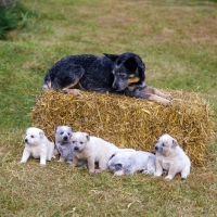 Picture of australian cattle dog with her puppies