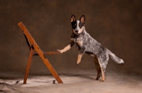Picture of Australian Cattle Dog with one leg on chair