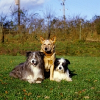 Picture of australian cattle dog with two cross bred sheepdogs