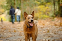 Picture of Australian Cattle Dog with walkers in the background