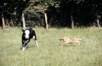 Picture of australian cattle dog working a calf