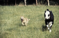 Picture of australian cattle dog working a calf