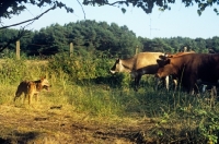 Picture of australian cattle dog working cattle