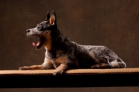 Picture of Australian Cattle Dog yawning