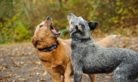 Picture of Australian Cattle Dogs barking at each other