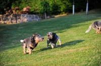 Picture of Australian Cattle Dogs playing