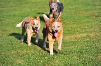Picture of Australian Cattle Dogs running pack