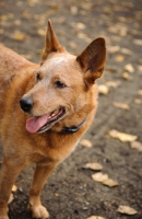 Picture of Australian Cattle Dog