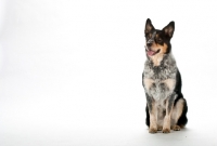 Picture of Australian cattle dog