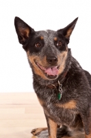 Picture of Australian Cattle Dog