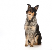 Picture of Australian Cattle Dog