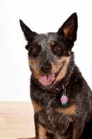 Picture of Australian Cattle Dog