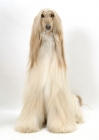 Picture of Australian Champion Afghan Hound, front view