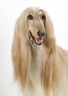 Picture of Australian Champion Afghan Hound, oyster brindle colour