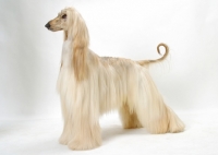 Picture of Australian Champion Afghan Hound