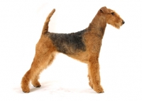 Picture of Australian Champion Airedale Terrier