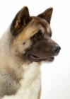 Picture of Australian Champion Akita on white background looking ahead, portrait