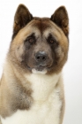 Picture of Australian Champion Akita on white background, portrait