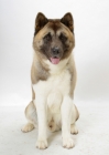 Picture of Australian Champion Akita on white background