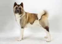 Picture of Australian Champion Akita standing on white background