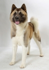 Picture of Australian Champion Akita standing on white background